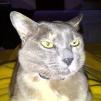 View the image: Melb-20120305-00008_Ew