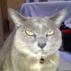 View the image: Melb-20120305-00009_Ew