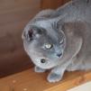 View the image: Rosa at Marengo