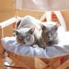View the image: Rosa & Lizzie at Marengo