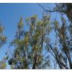 View the image: Tocumwal