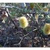 View the image: Lerderderg Gorge SP 23 May 2012