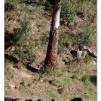 View the image: Lerderderg Gorge SP 23 May 2012