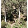 View the image: Lerderderg Gorge SP 23 May 2012